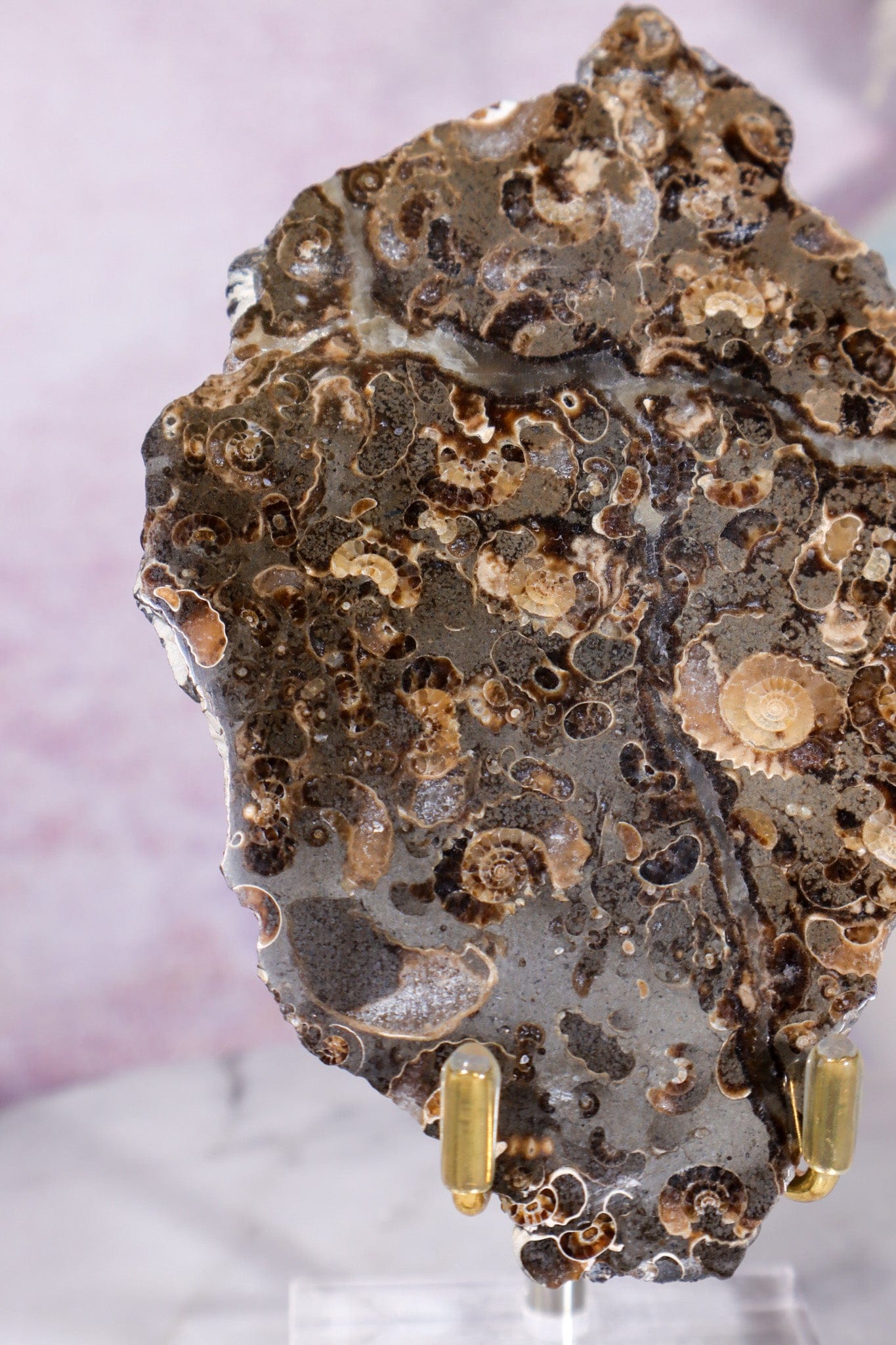 Marston Marble Slice 11.5cm, Lower Jurassic, UK Fossil Tali & Loz Crystals