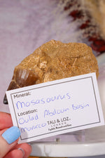 Mosasaurus Tooth In Matrix 168gr, Morocco Fossil Tali & Loz Crystals