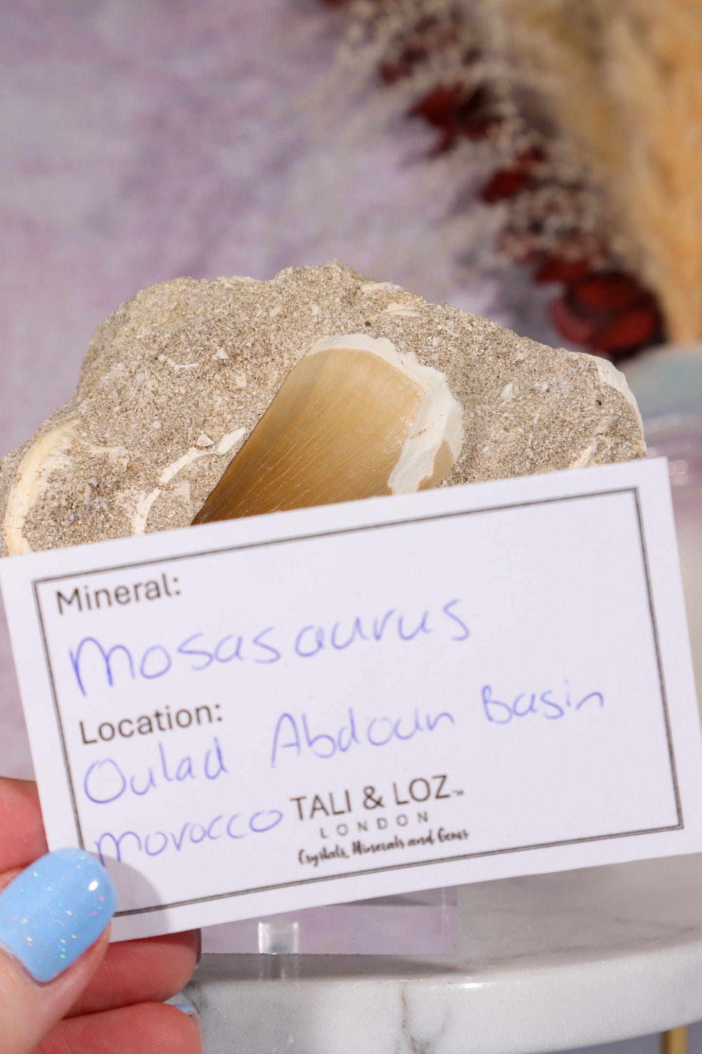 Mosasaurus Tooth In Matrix 228g, Morocco Fossil Tali & Loz Crystals