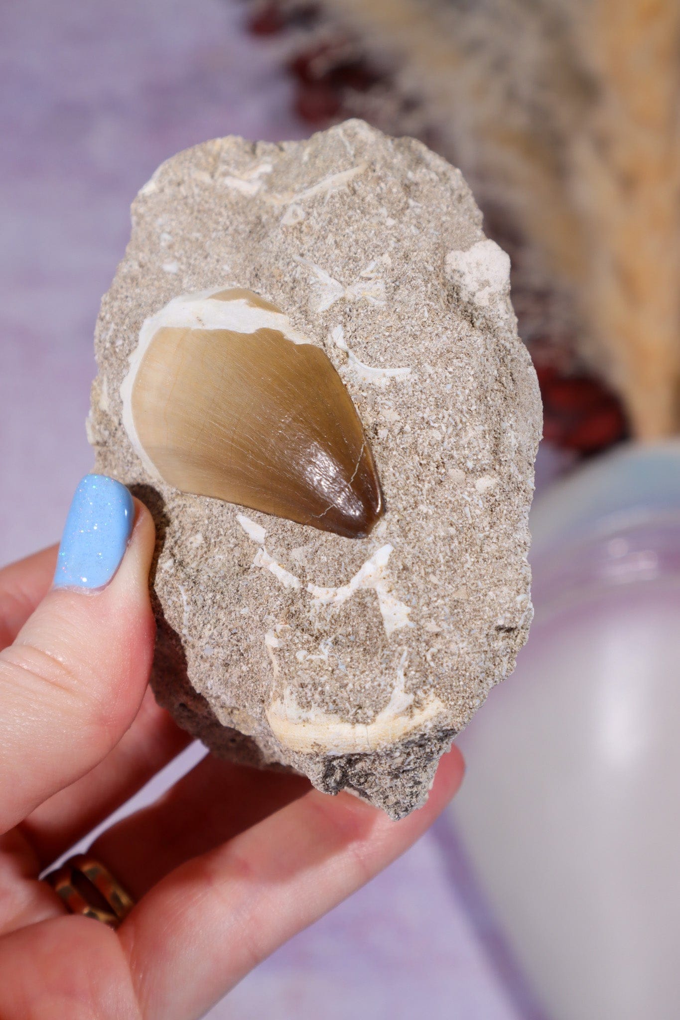Mosasaurus Tooth In Matrix 228g, Morocco Fossil Tali & Loz Crystals