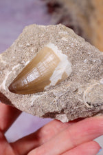 Mosasaurus Tooth In Matrix 228g, Morocco Fossil Tali & Loz Crystals
