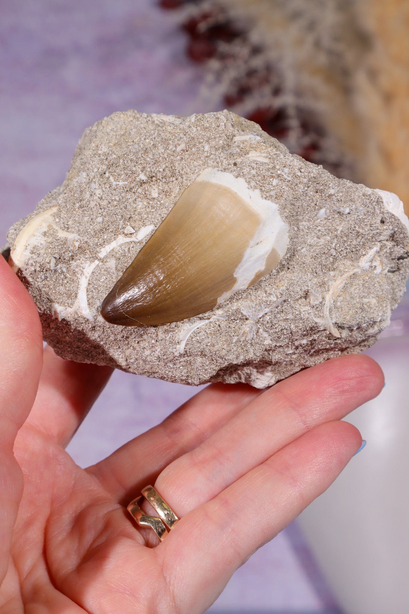 Mosasaurus Tooth In Matrix 228g, Morocco Fossil Tali & Loz Crystals