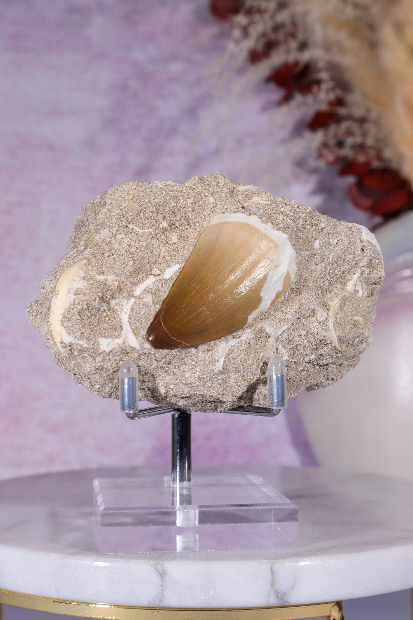 Mosasaurus Tooth In Matrix 228g, Morocco Fossil Tali & Loz Crystals