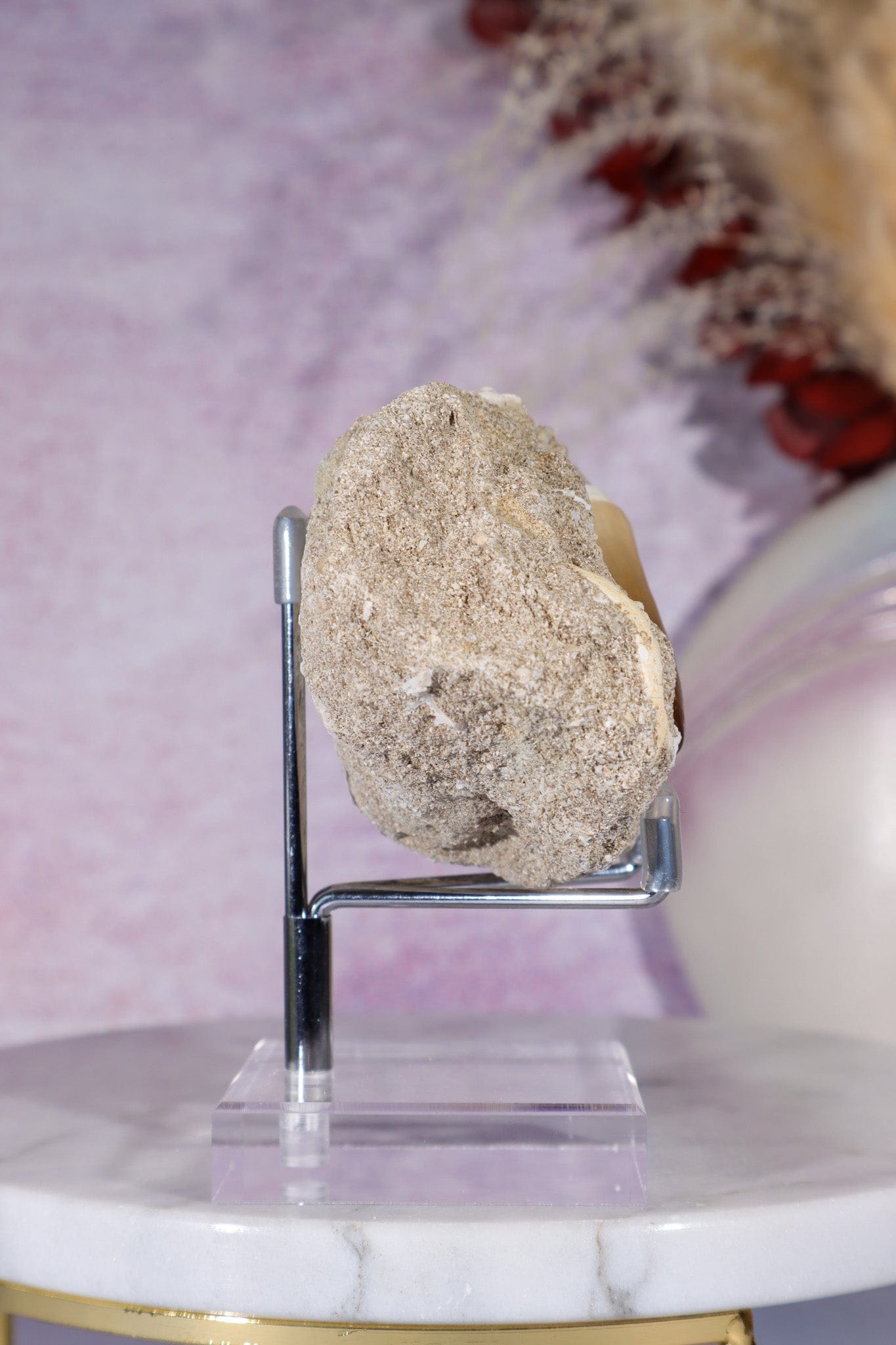 Mosasaurus Tooth In Matrix 228g, Morocco Fossil Tali & Loz Crystals