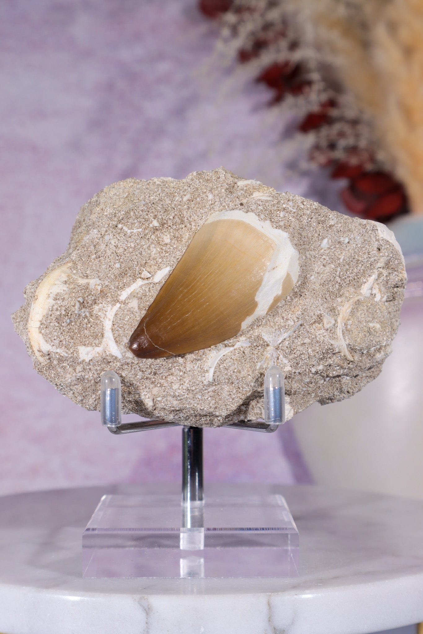 Mosasaurus Tooth In Matrix 228g, Morocco Fossil Tali & Loz Crystals