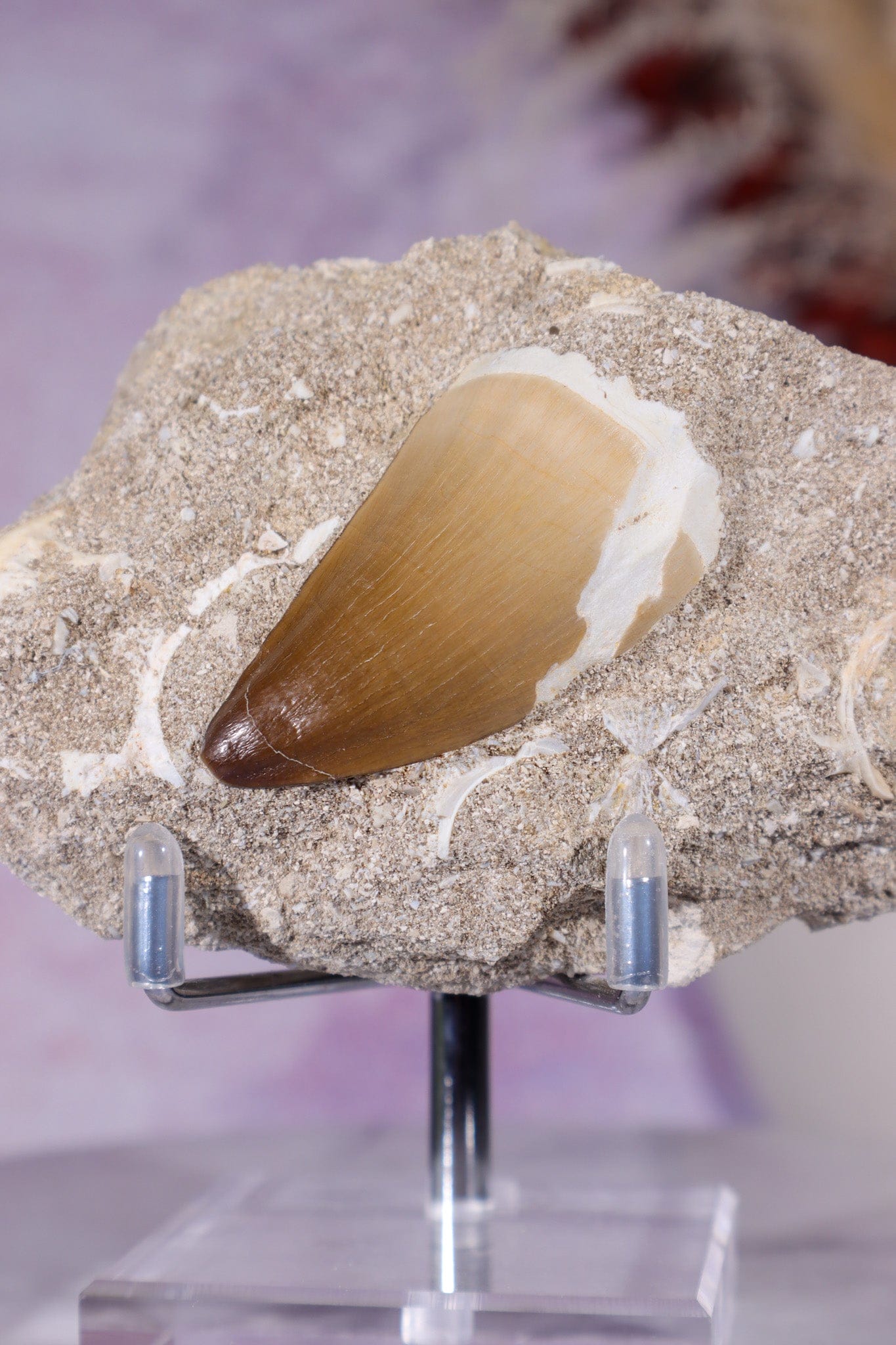 Mosasaurus Tooth In Matrix 228g, Morocco Fossil Tali & Loz Crystals