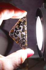 Pallasite Meteorite Slices | Seymchan, Russia | A or B Meteorite Tali & Loz Crystals