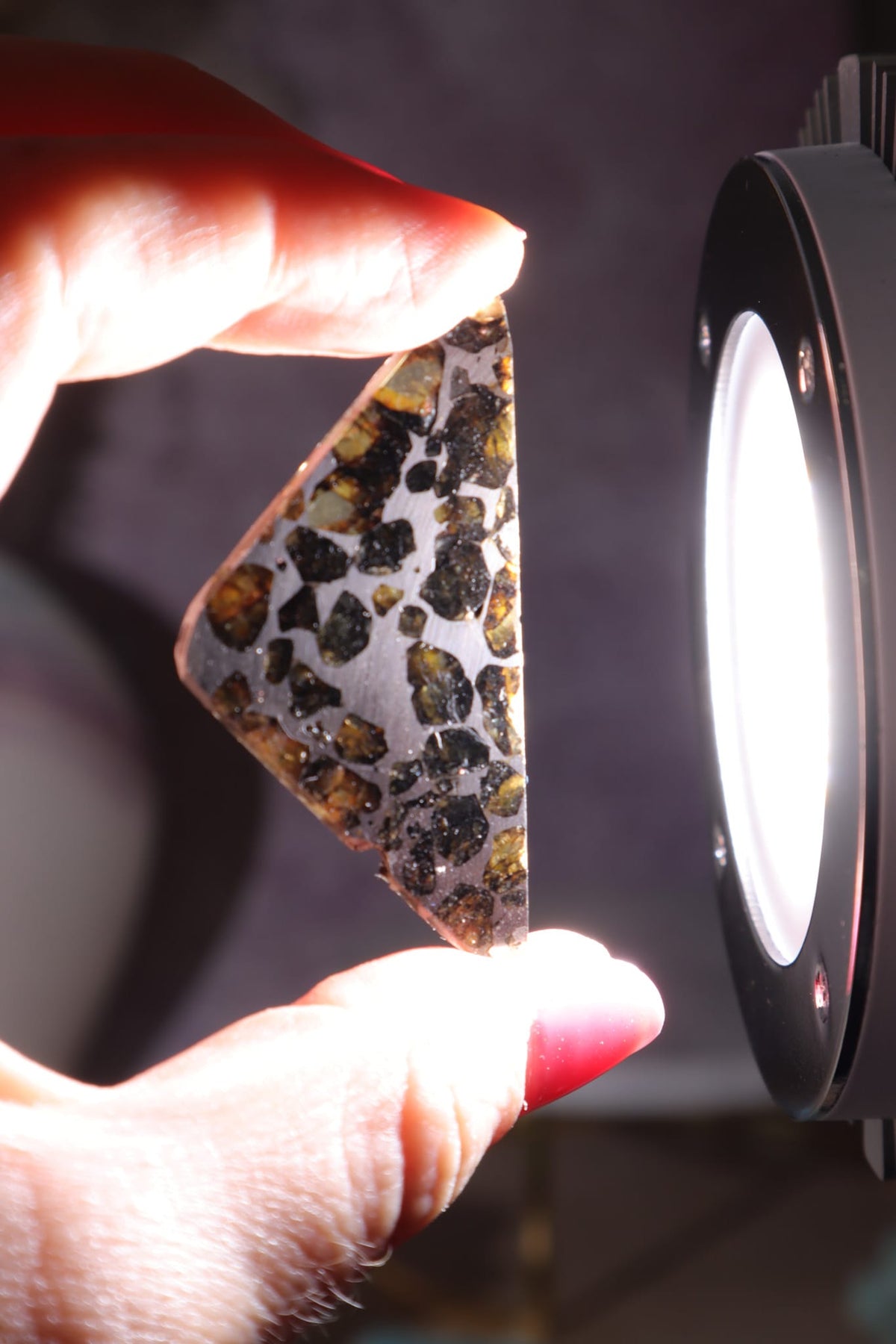 Pallasite Meteorite Slices | Seymchan, Russia | A or B Meteorite Tali & Loz Crystals