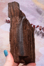 Permineralized wood, 14cm, Sold As Seen Fossil Tali & Loz Crystals