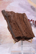 Permineralized wood, 14cm, Sold As Seen Fossil Tali & Loz Crystals