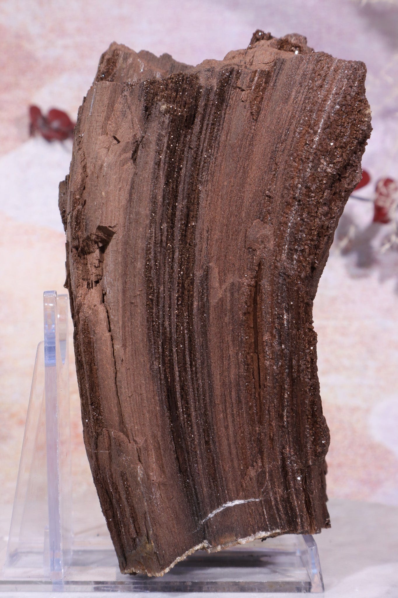 Permineralized wood, 15cm, Sold As Seen Fossil Tali & Loz Crystals