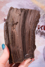 Permineralized wood, 15cm, Sold As Seen Fossil Tali & Loz Crystals