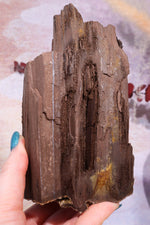 Permineralized wood, 15cm, Sold As Seen Fossil Tali & Loz Crystals