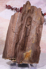 Permineralized wood, 15cm, Sold As Seen Fossil Tali & Loz Crystals
