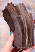 Permineralized wood, 15cm, Sold As Seen Fossil Tali & Loz Crystals
