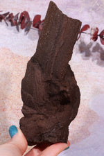 Permineralized wood, 17cm, Sold As Seen Fossil Tali & Loz Crystals