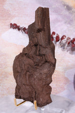 Permineralized wood, 17cm, Sold As Seen Fossil Tali & Loz Crystals