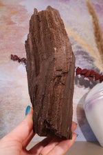 Permineralized wood, 19cm, Sold As Seen Fossil Tali & Loz Crystals