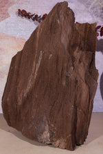 Permineralized wood, 23cm, Sold As Seen Fossil Tali & Loz Crystals