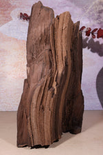 Permineralized wood, 23cm, Sold As Seen Fossil Tali & Loz Crystals