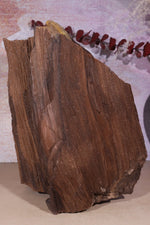 Permineralized wood, 23cm, Sold As Seen Fossil Tali & Loz Crystals