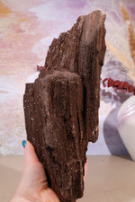 Permineralized wood,23cm, Sold As Seen Fossil Tali & Loz Crystals