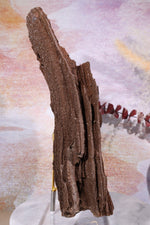 Permineralized wood,23cm, Sold As Seen Fossil Tali & Loz Crystals