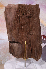 Permineralized wood,23cm, Sold As Seen Fossil Tali & Loz Crystals