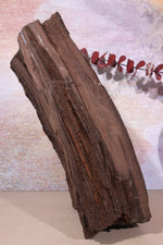 Permineralized wood,25cm, Sold As Seen Fossil Tali & Loz Crystals