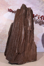 Permineralized wood,25cm, Sold As Seen Fossil Tali & Loz Crystals