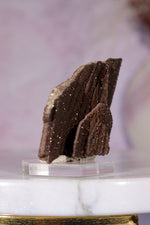 Permineralized wood 3.7cm, Germany Fossil Tali & Loz Crystals
