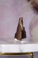 Permineralized wood 3.7cm, Germany Fossil Tali & Loz Crystals