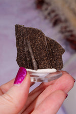 Permineralized wood 3.7cm, Germany Fossil Tali & Loz Crystals