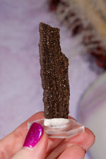 Permineralized wood 5.7cm, Germany Fossil Tali & Loz Crystals