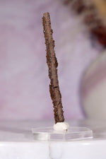 Permineralized wood 5.7cm, Germany Fossil Tali & Loz Crystals