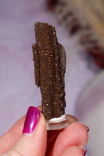 Permineralized wood 5cm, Germany Fossil Tali & Loz Crystals