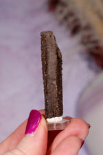 Permineralized wood 5cm, Germany Fossil Tali & Loz Crystals