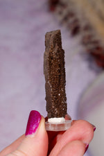 Permineralized wood 5cm, Germany Fossil Tali & Loz Crystals