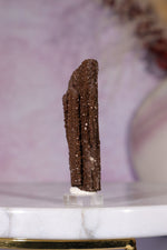 Permineralized wood 5cm, Germany Fossil Tali & Loz Crystals