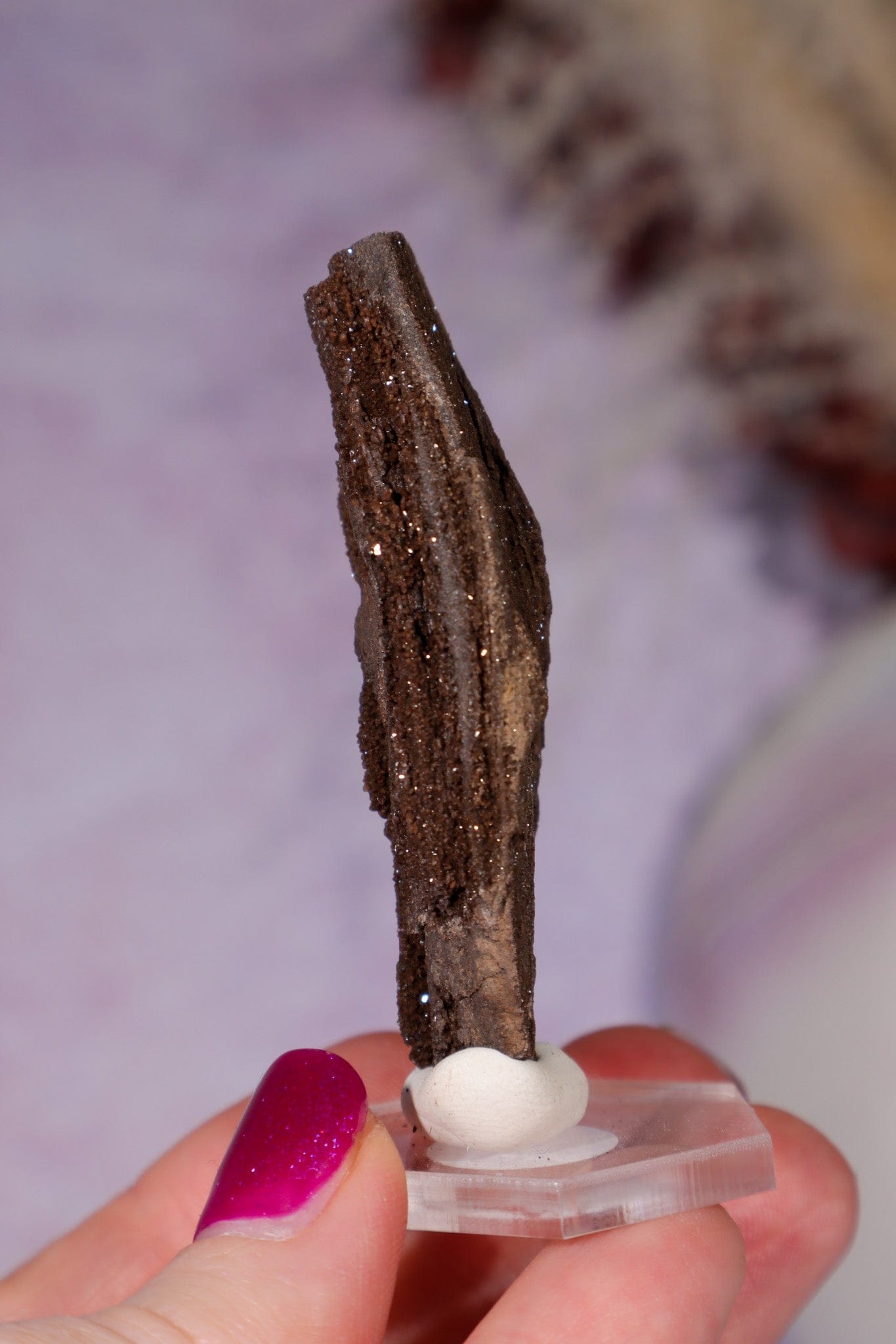 Permineralized wood 6cm, Germany Fossil Tali & Loz Crystals