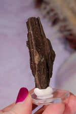 Permineralized wood 6cm, Germany Fossil Tali & Loz Crystals