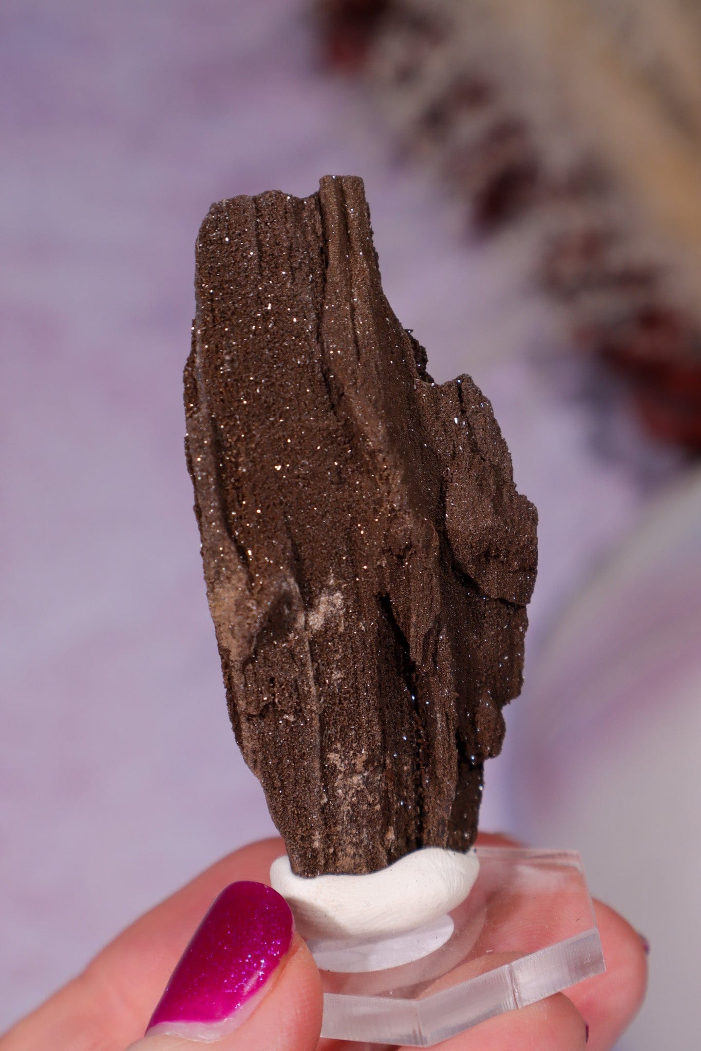 Permineralized wood 6cm, Germany Fossil Tali & Loz Crystals