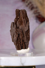 Permineralized wood 6cm, Germany Fossil Tali & Loz Crystals