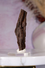Permineralized wood 6cm, Germany Fossil Tali & Loz Crystals