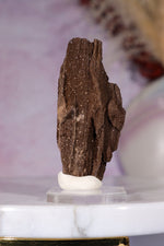 Permineralized wood 6cm, Germany Fossil Tali & Loz Crystals