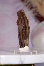 Permineralized wood 6cm, Germany Fossil Tali & Loz Crystals