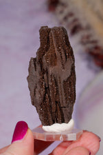 Permineralized wood 6cm, Germany Fossil Tali & Loz Crystals