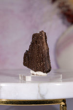Permineralized Wood Specimen 3.5cm, Zwenkau, Leipzig, Germany, Sold as Seen Fossil Tali & Loz Crystals
