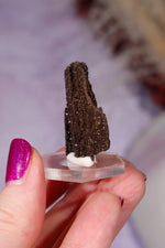 Permineralized Wood Specimen 3.5cm, Zwenkau, Leipzig, Germany, Sold as Seen Fossil Tali & Loz Crystals