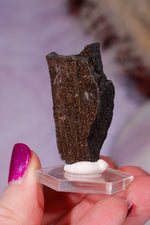 Permineralized Wood Specimen 4.2cm, Zwenkau, Leipzig, Germany, Sold as Seen Fossil Tali & Loz Crystals